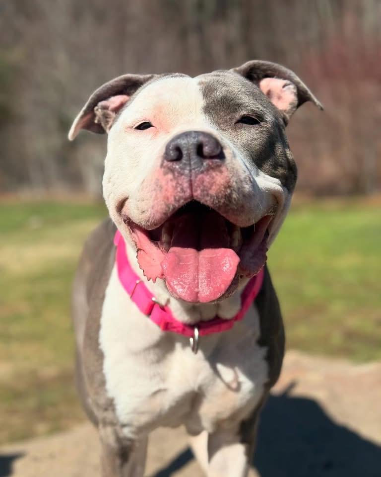 Fiona, a Adoptable Pit Bull Terrier in Nutting Lake, MA image 5/6