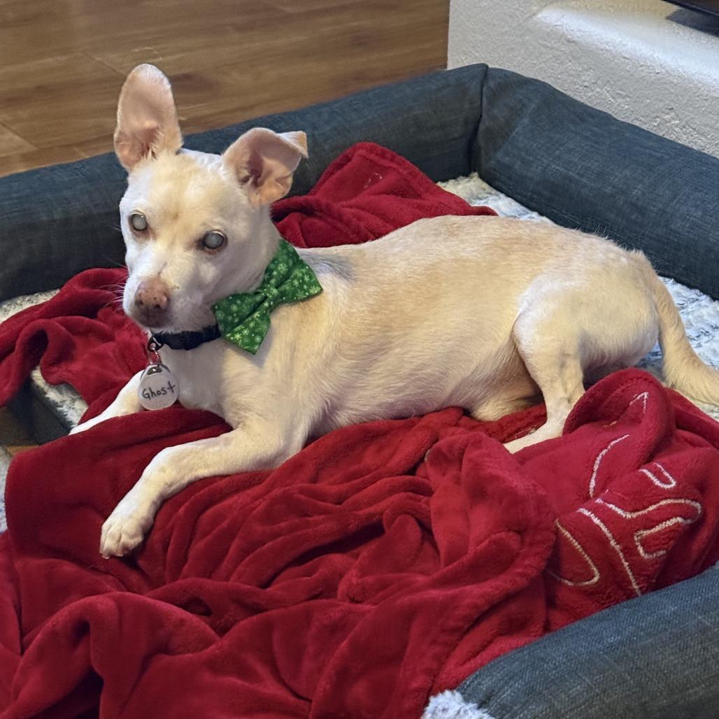 Ghost — thumbnail 3