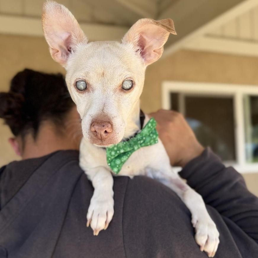 Ghost — thumbnail 5