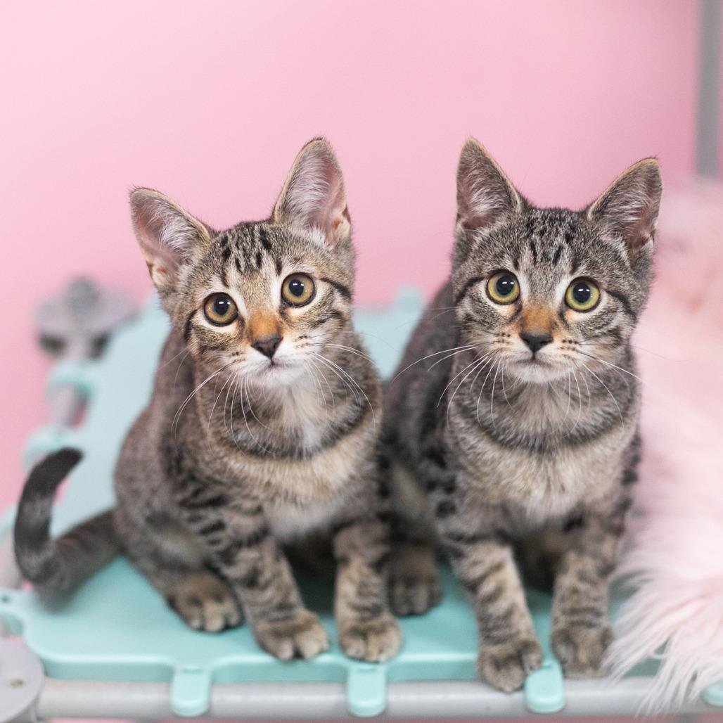 Birdie, Adoptable, Kitten Female Domestic Short Hair.