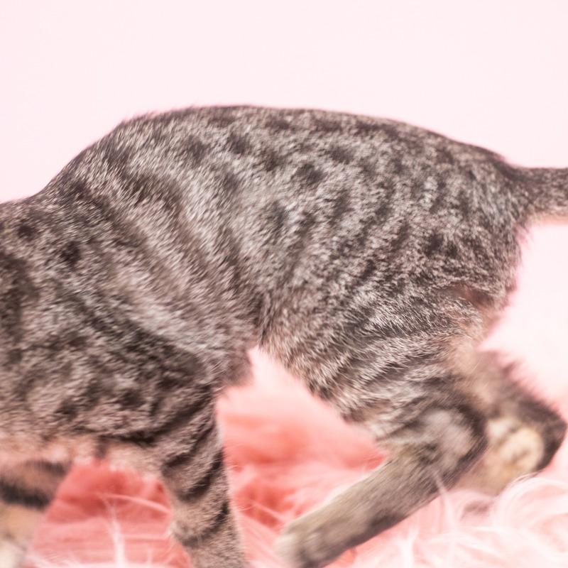 Enlarge Birdie, a Adoptable Domestic Short Hair in Ponte Vedra, FL image 2/4