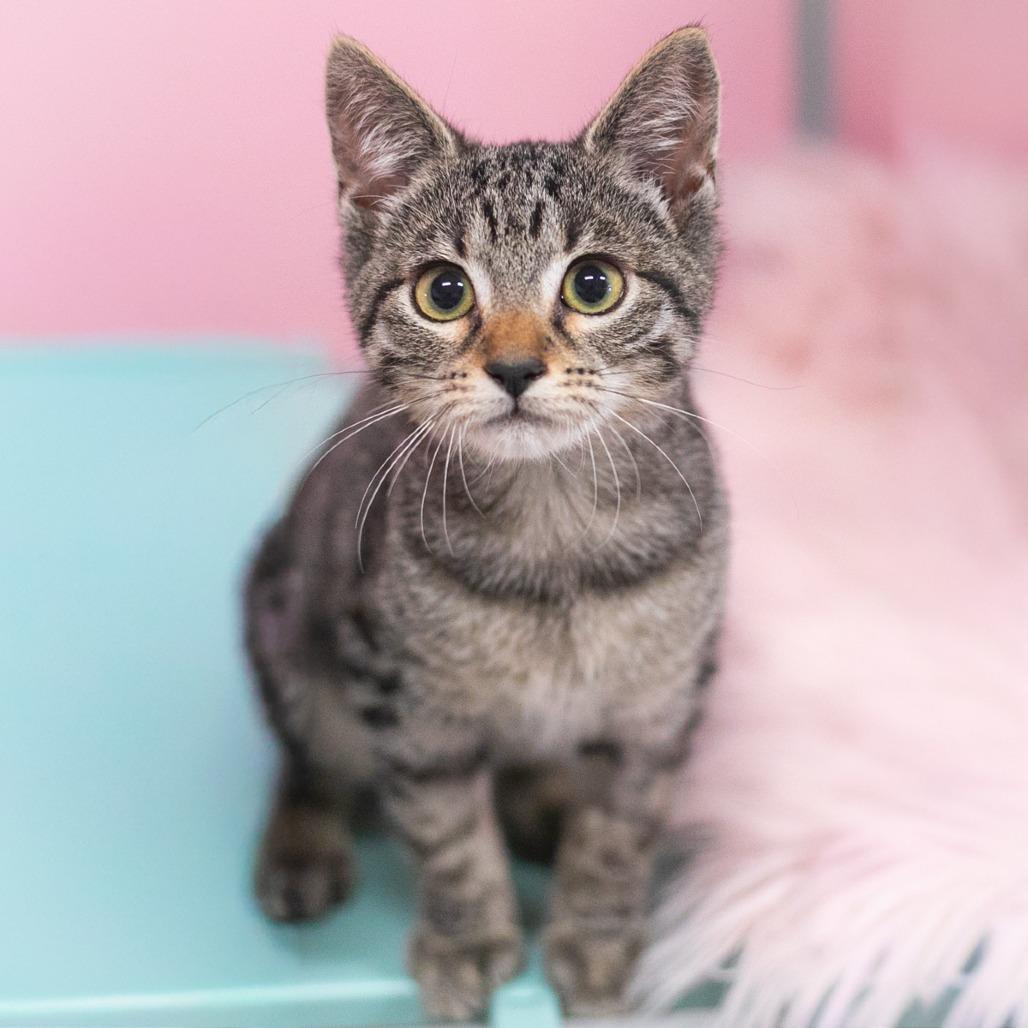 Enlarge Birdie, a Adoptable Domestic Short Hair in Ponte Vedra, FL image 3/4
