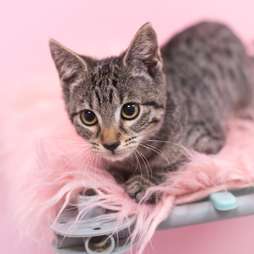 Enlarge Birdie, a Adoptable Domestic Short Hair in Ponte Vedra, FL image 4/4