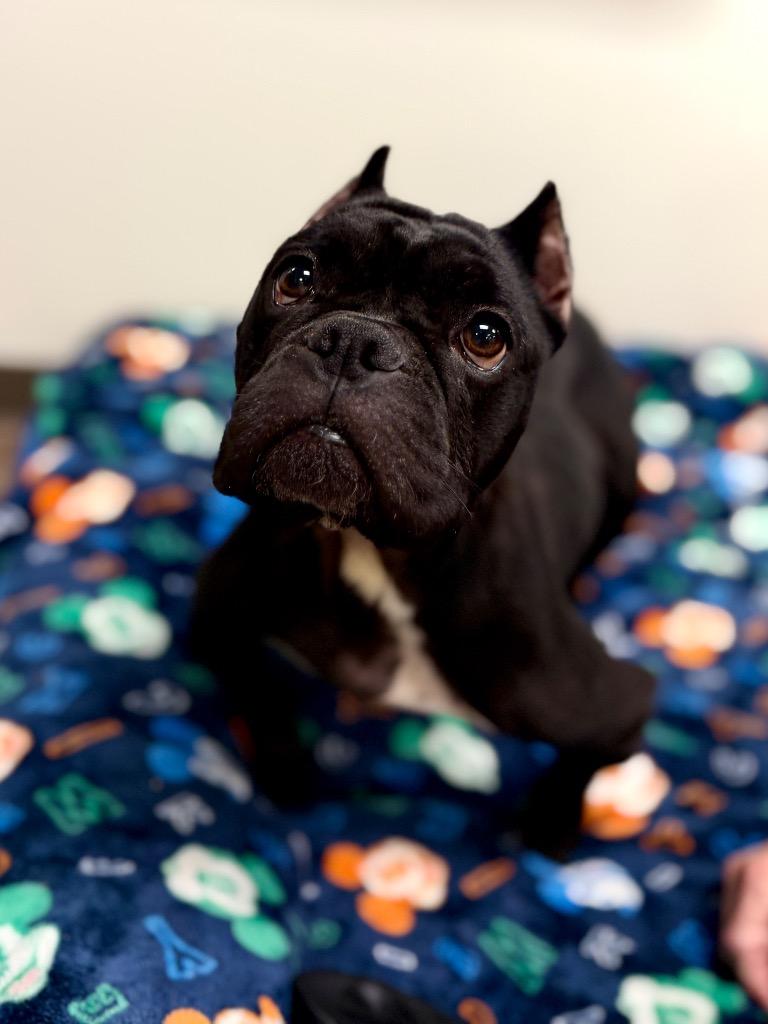 Enlarge Cecelia, a Adoptable American Bulldog in Muskegon, MI image 2/2