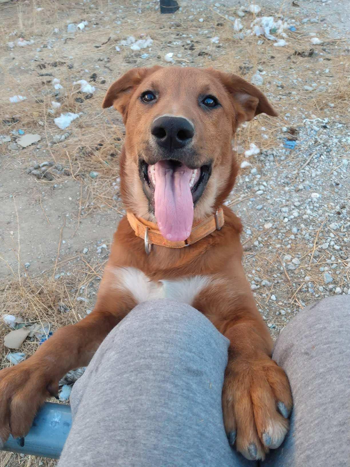 Enlarge Decker, a Adoptable mixed breed in Temecula, CA image 1/1