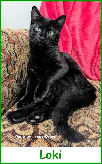 Loki, a Adoptable Domestic Short Hair in Oak Ridge, TN image 1/3