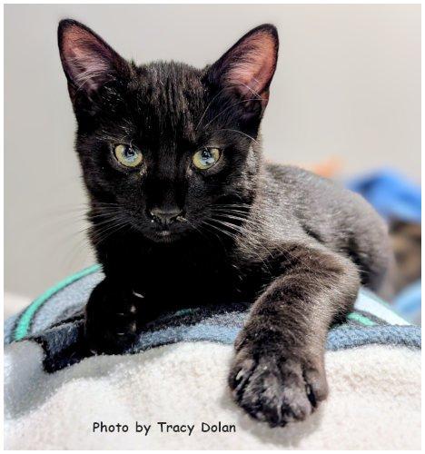 Loki, a Adoptable Domestic Short Hair in Oak Ridge, TN image 2/3