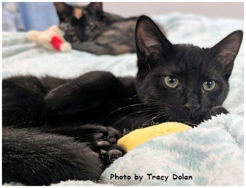 Loki, a Adoptable Domestic Short Hair in Oak Ridge, TN image 3/3