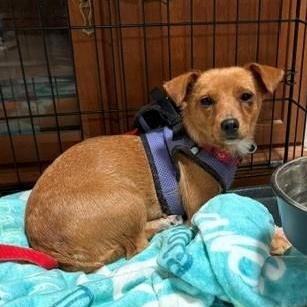 Enlarge Georgina, a ADOPTABLE mixed breed in Albuquerque, NM image 1/1