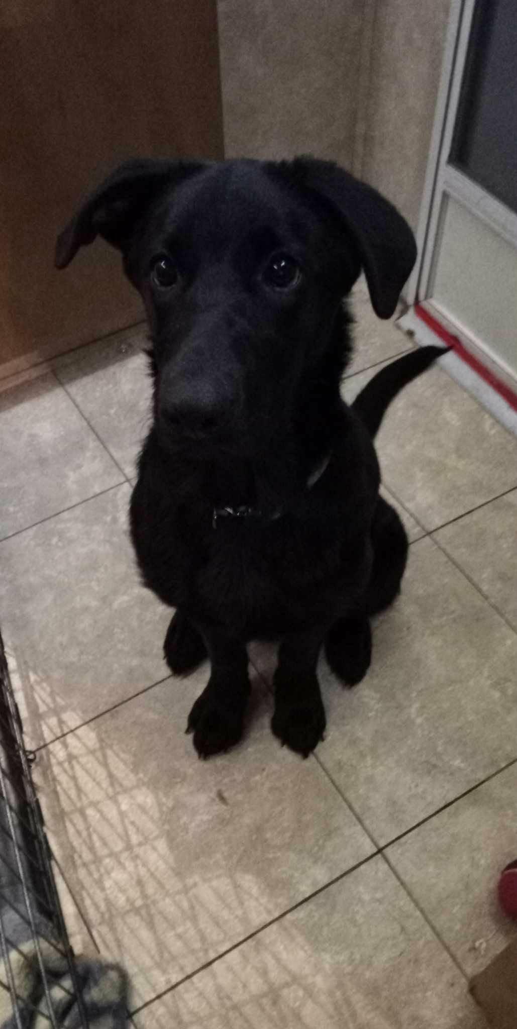 Chloe, Adoptable, Adult Female Shepherd & Labrador Retriever.