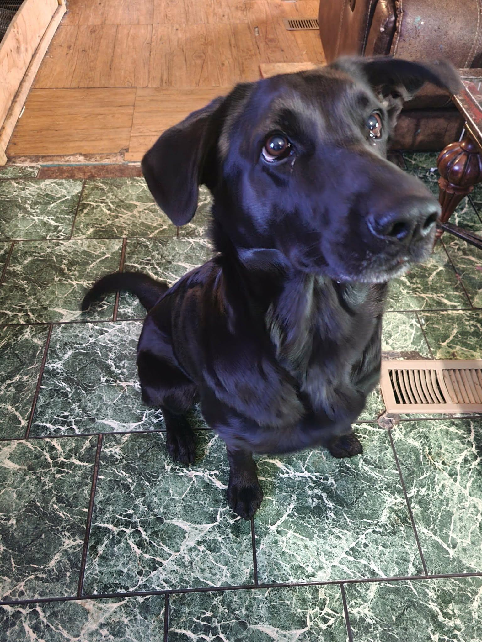 Enlarge Chloe, a Adoptable mixed breed in Brainerd, MN image 3/4