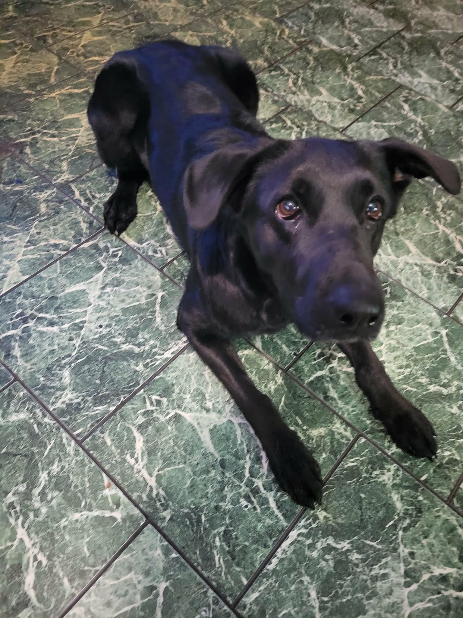 Enlarge Chloe, a Adoptable mixed breed in Brainerd, MN image 2/4