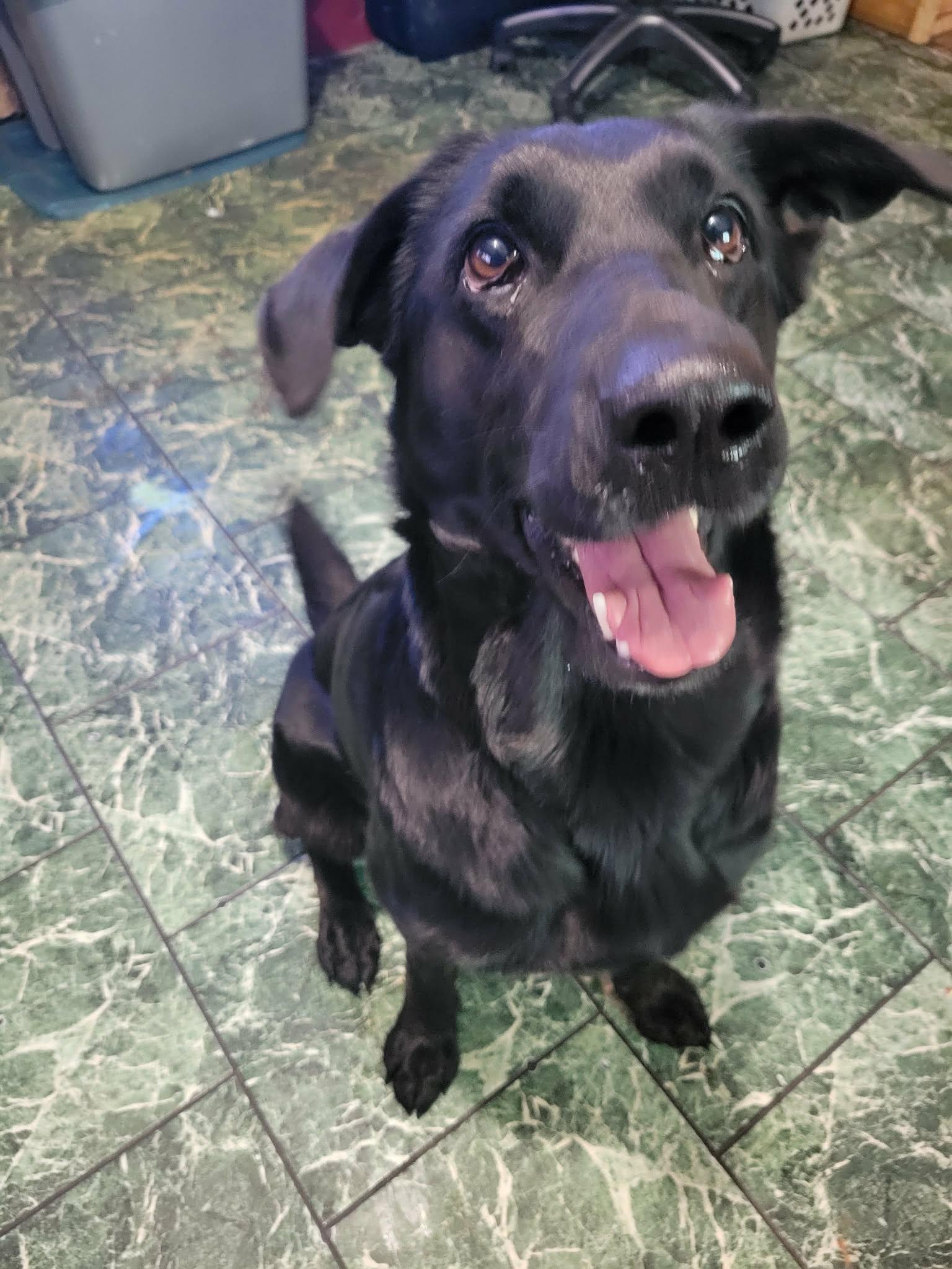 Enlarge Chloe, a Adoptable mixed breed in Brainerd, MN image 4/4