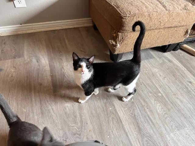 BBQ, Adoptable, Young Male Domestic Short Hair.