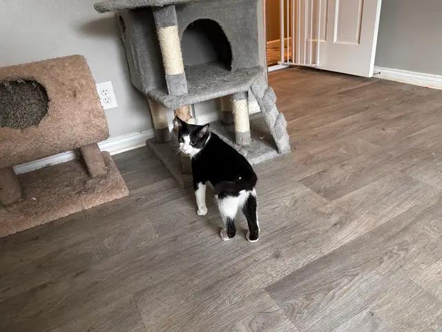 Enlarge BBQ, a Adoptable mixed breed in Arlington, TX image 2/2