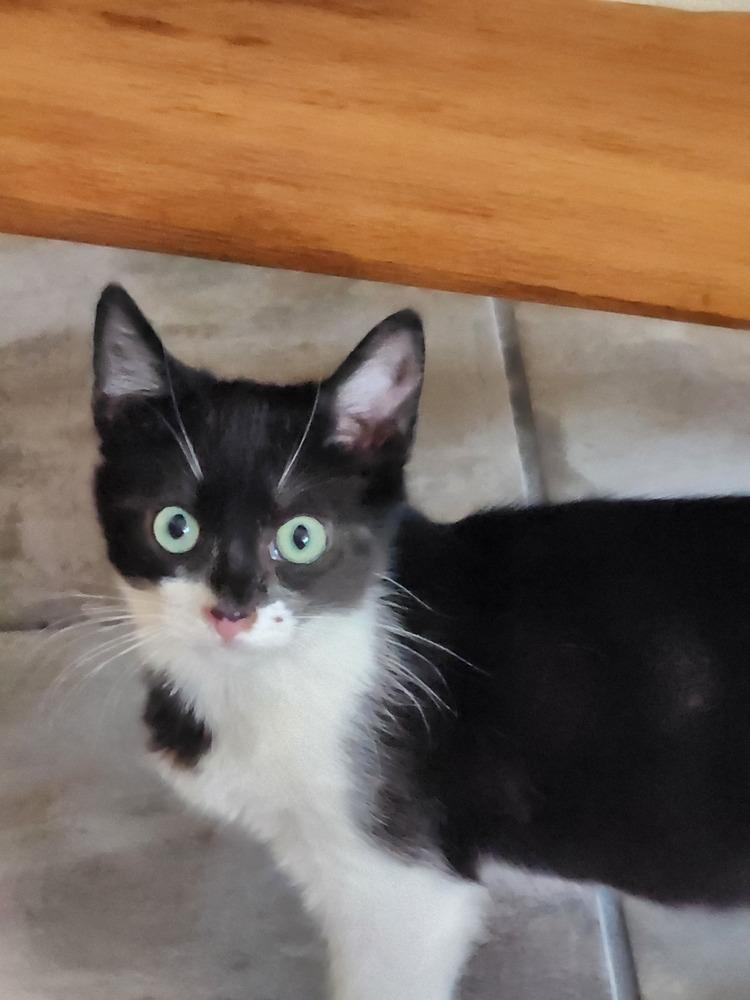 Enlarge Rhett Butler, a Adoptable Domestic Short Hair in Albuquerque, NM image 1/5