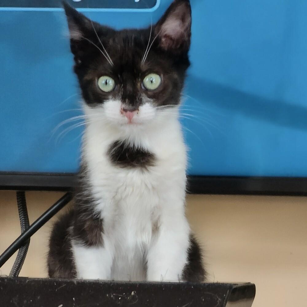 Enlarge Rhett Butler, a Adoptable Domestic Short Hair in Albuquerque, NM image 2/5