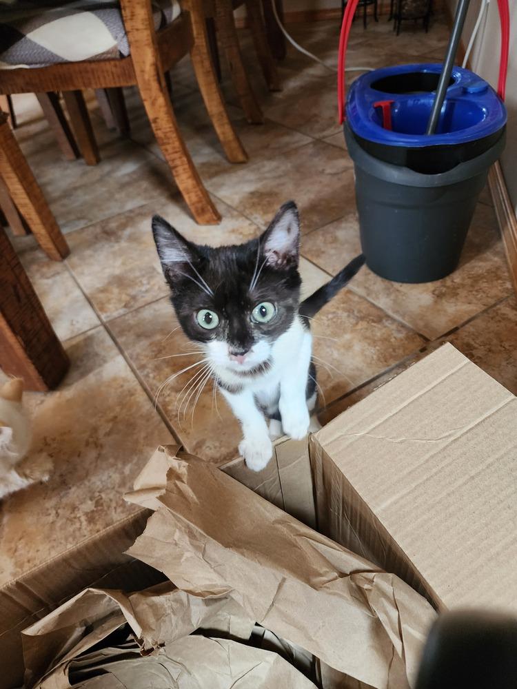 Enlarge Rhett Butler, a Adoptable Domestic Short Hair in Albuquerque, NM image 3/5