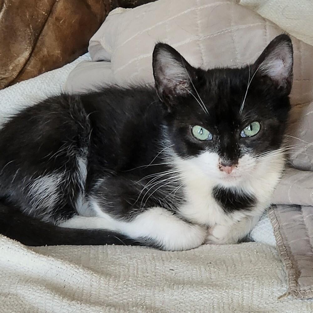 Enlarge Rhett Butler, a Adoptable Domestic Short Hair in Albuquerque, NM image 4/5