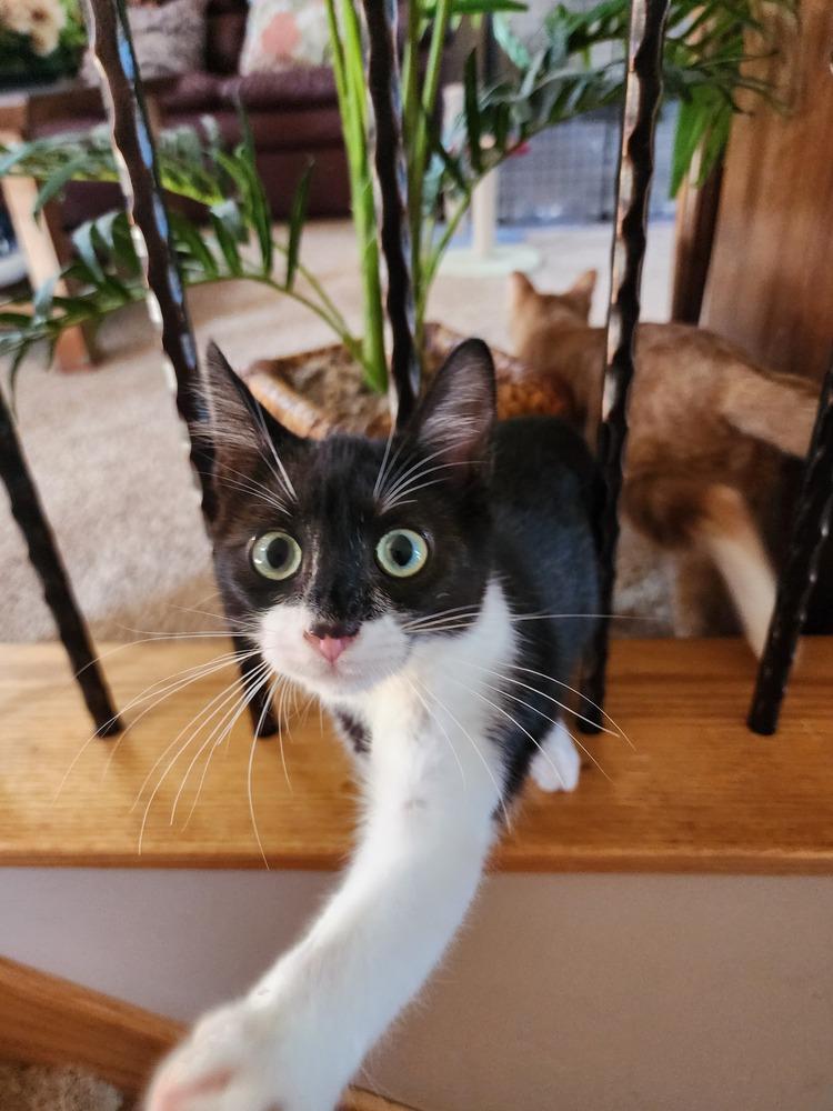 Enlarge Rhett Butler, a Adoptable Domestic Short Hair in Albuquerque, NM image 5/5