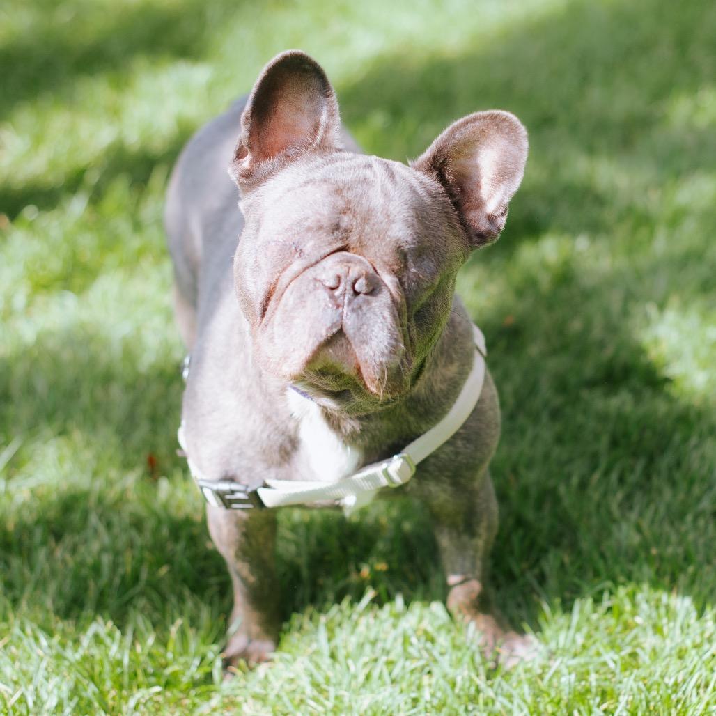 Muggles, Adoptable, Adult Male French Bulldog.