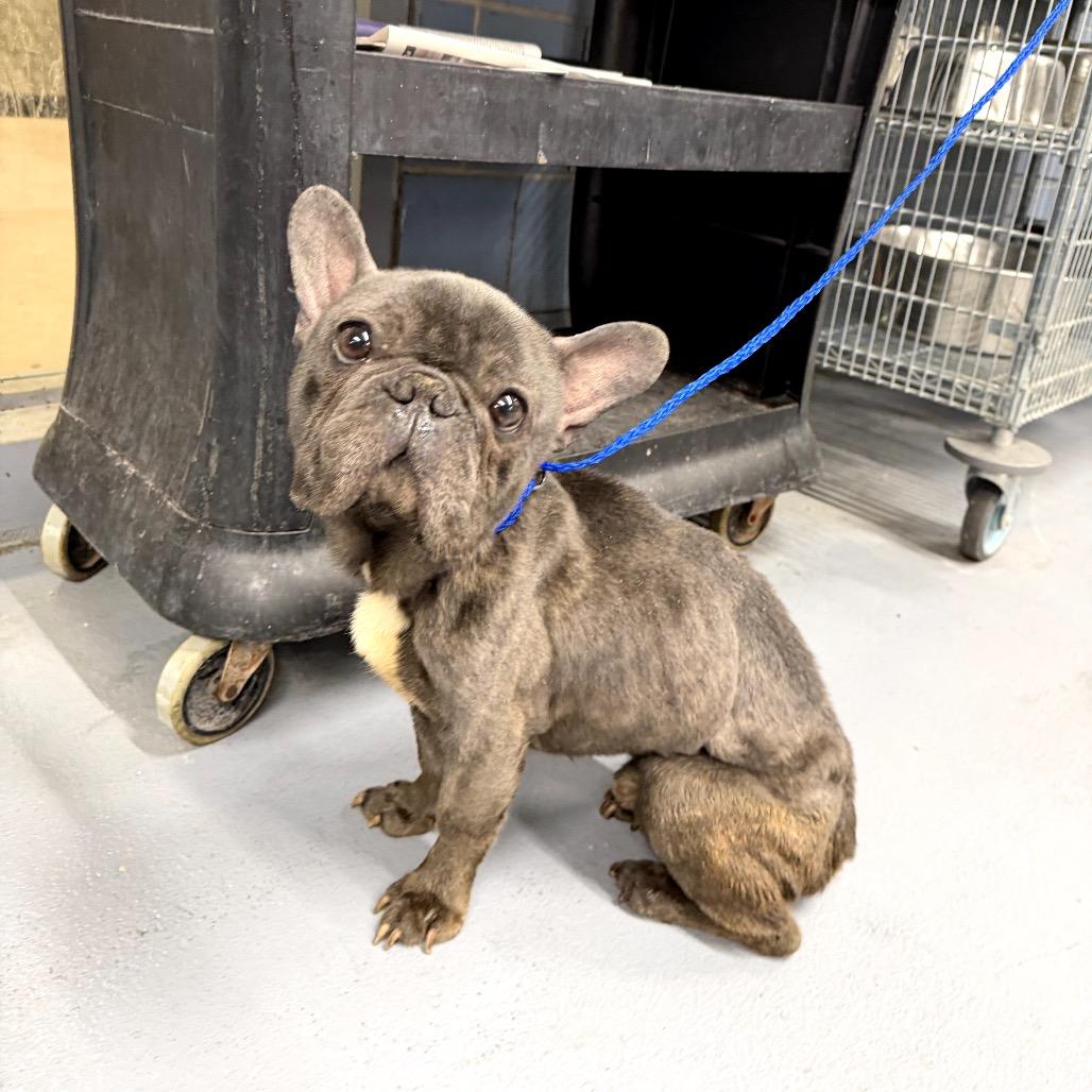 Enlarge Muggles, a Adoptable French Bulldog in Northbrook, IL image 2/5