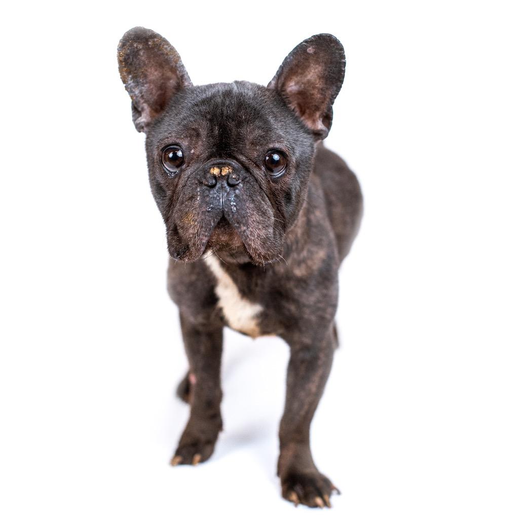 Enlarge Muggles, a Adoptable French Bulldog in Northbrook, IL image 3/5