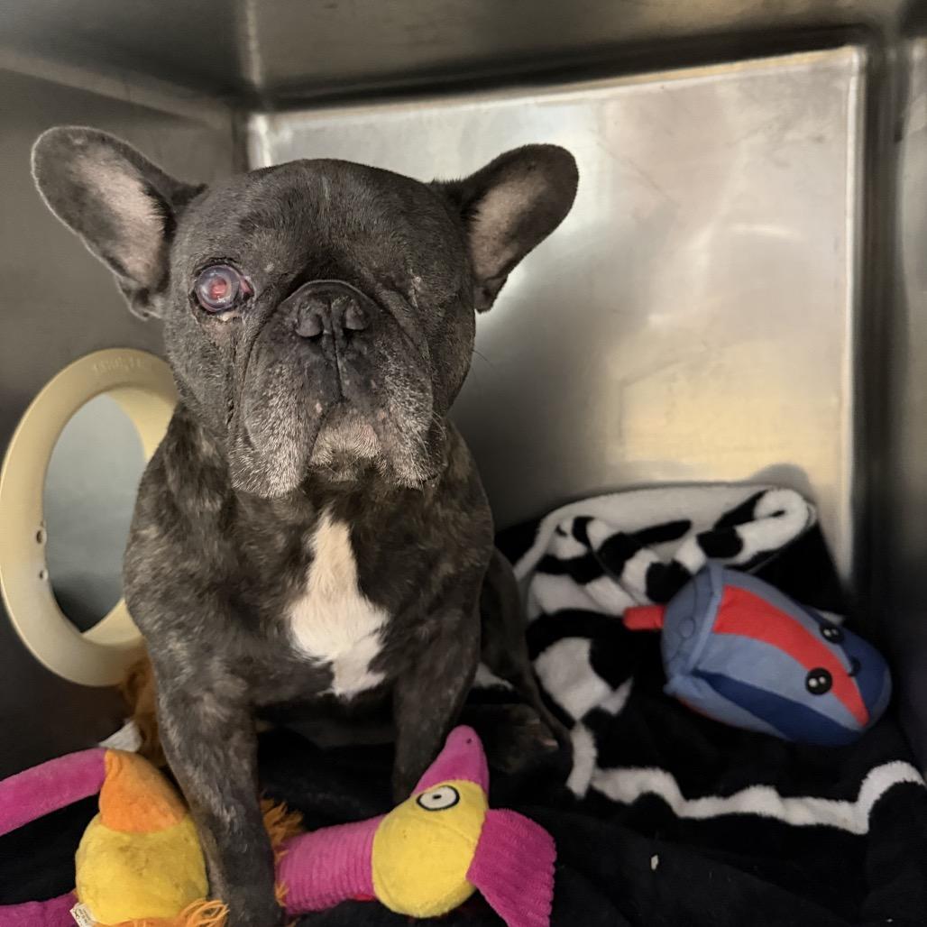 Enlarge Muggles, a Adoptable French Bulldog in Northbrook, IL image 4/5