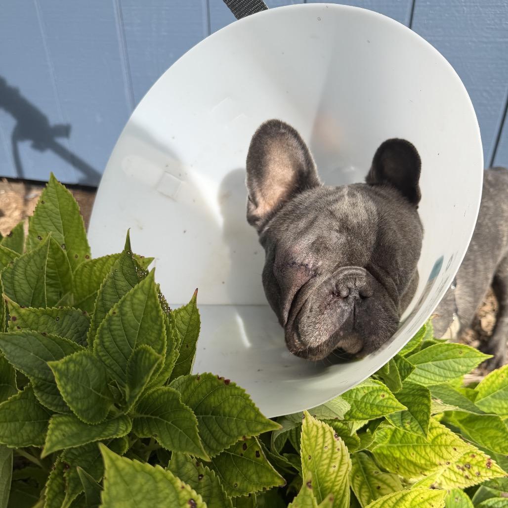 Enlarge Muggles, a Adoptable French Bulldog in Northbrook, IL image 5/5