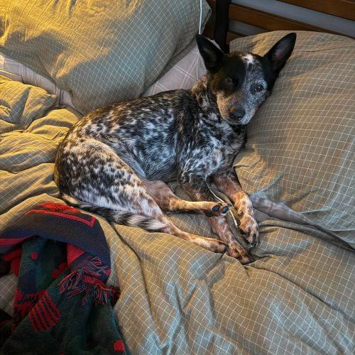 Bubba Shrimp (female), Adoptable, Young Female Australian Cattle Dog / Blue Heeler & Cattle Dog.