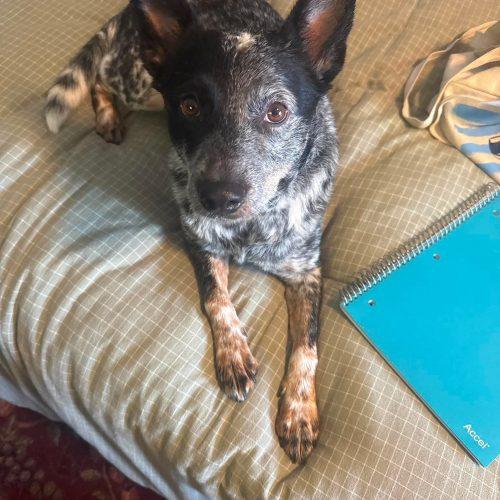 Bubba Shrimp (female), a Adoptable mixed breed in Wilmington, NC image 3/5