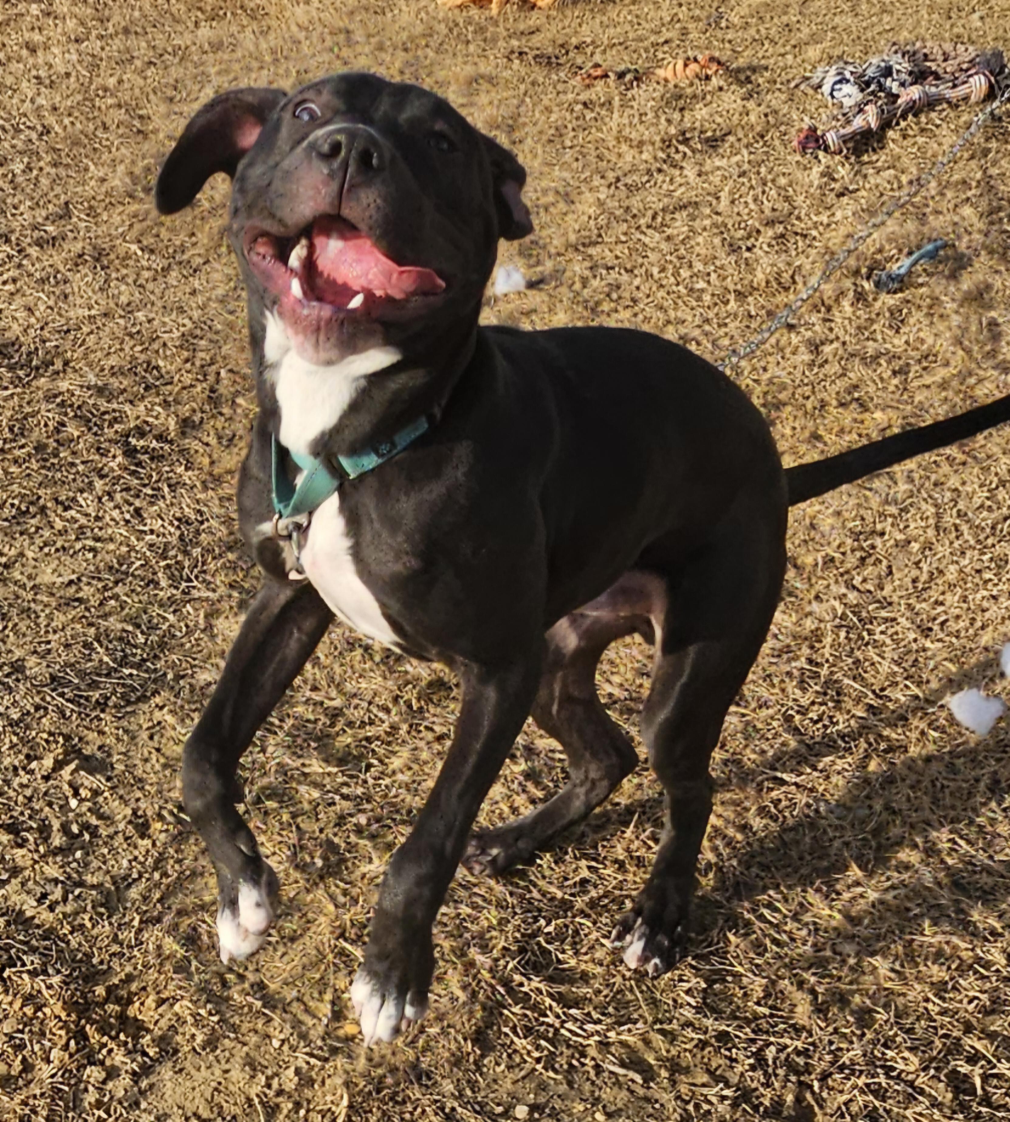 Cody, a Adoptable Black Labrador Retriever in WAXAHACHIE, TX image 2/6