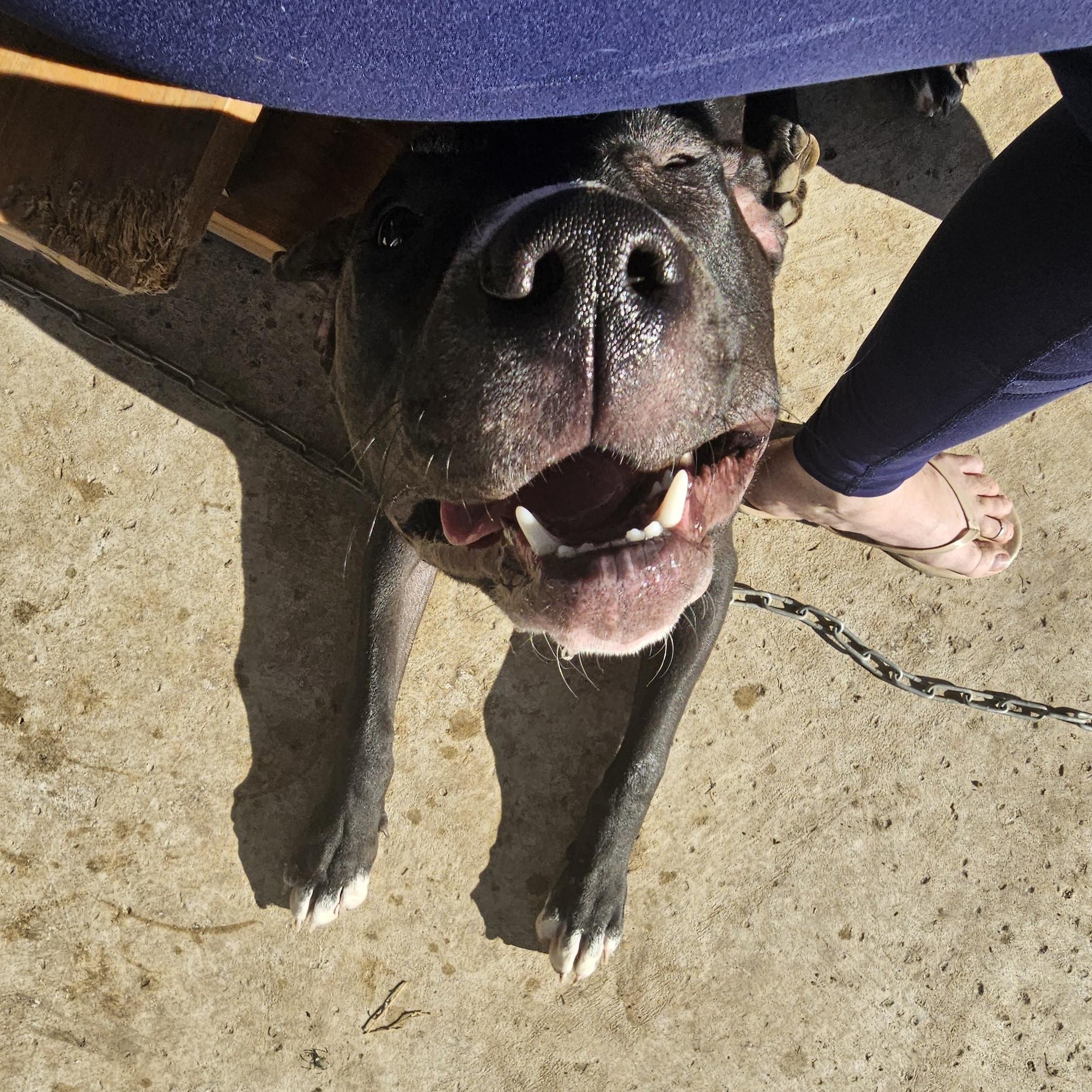 Cody, a Adoptable Black Labrador Retriever in WAXAHACHIE, TX image 3/6