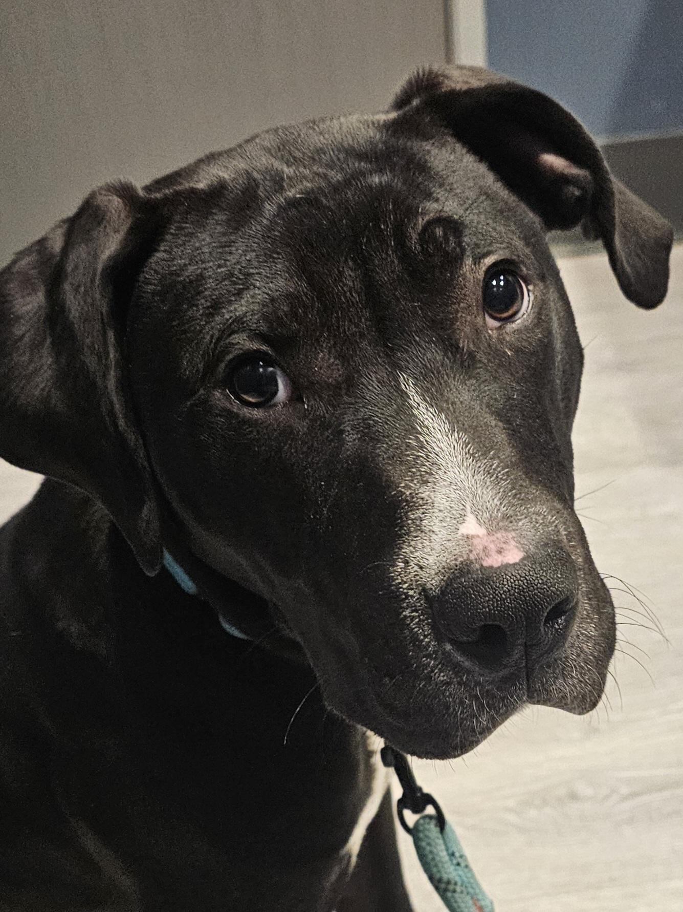 Cody, a Adoptable Black Labrador Retriever in WAXAHACHIE, TX image 1/6