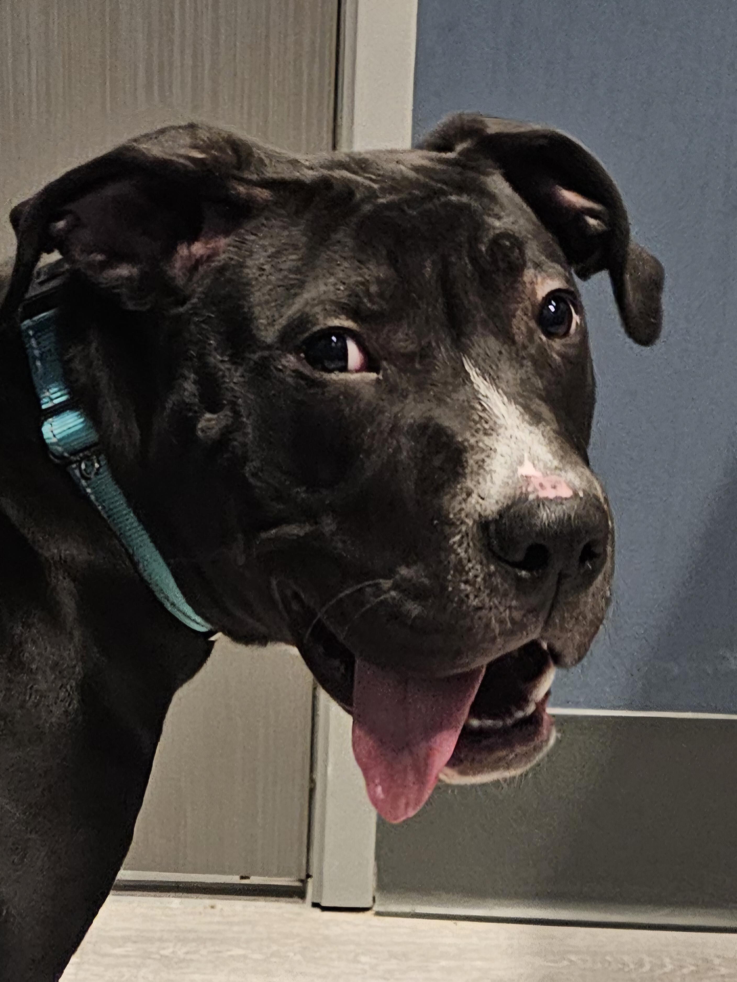 Cody, a Adoptable Black Labrador Retriever in WAXAHACHIE, TX image 5/6