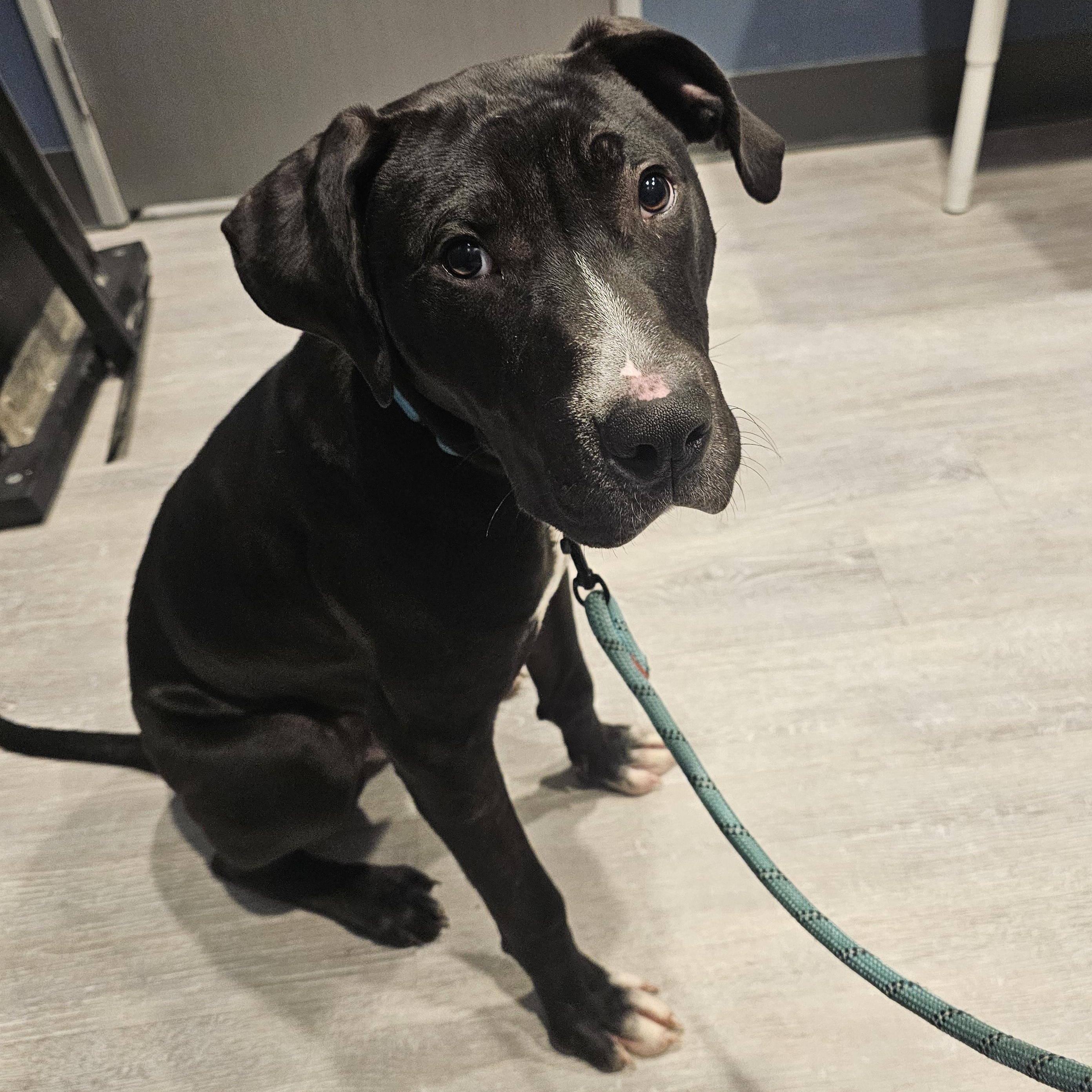 Cody, a Adoptable Black Labrador Retriever in WAXAHACHIE, TX image 4/6