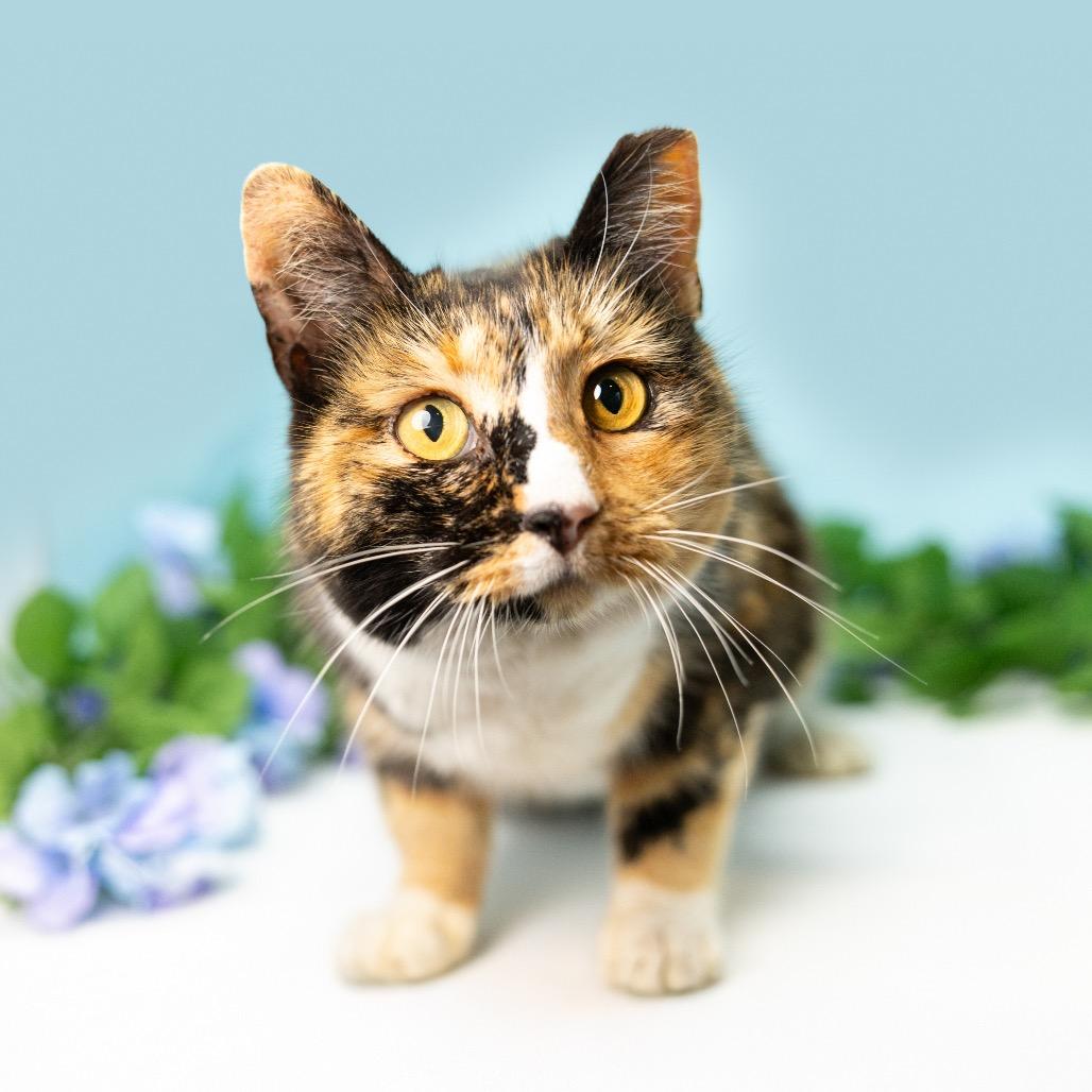 Cali, Adoptable, Senior Female Domestic Short Hair.