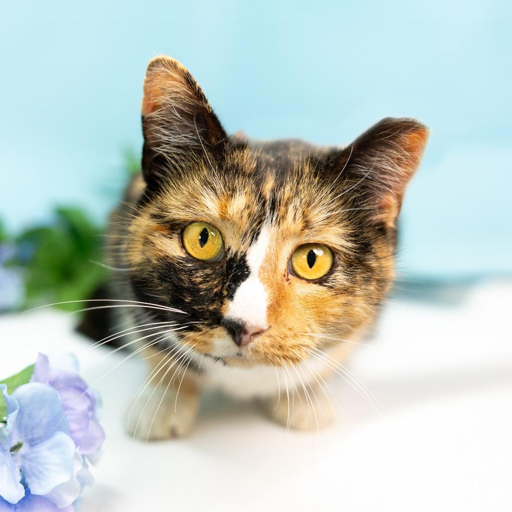 Enlarge Cali, a Adoptable Domestic Short Hair in Durham, NC image 2/3
