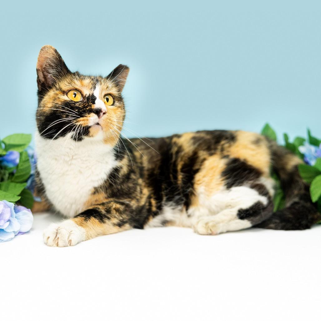 Enlarge Cali, a Adoptable Domestic Short Hair in Durham, NC image 3/3