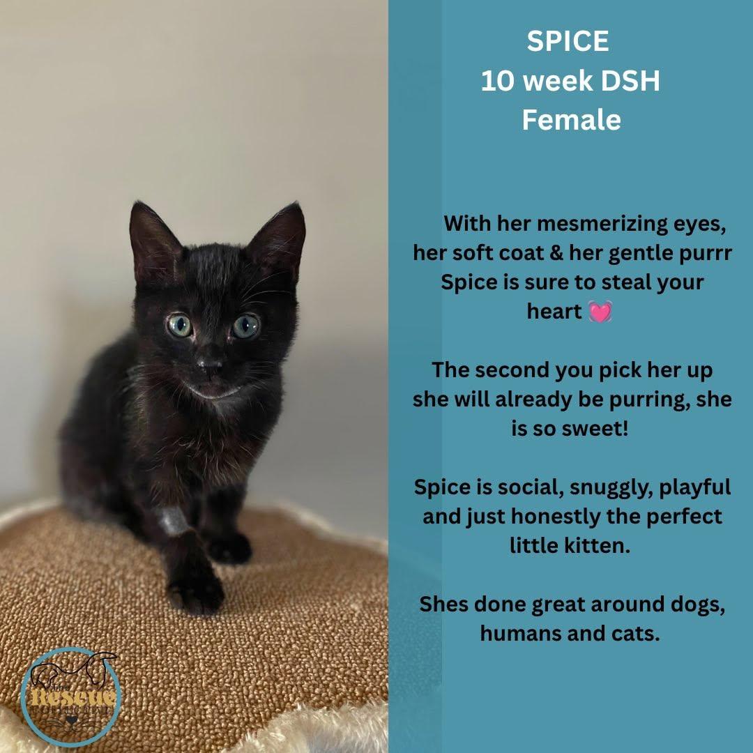 Spice, Adoptable, Young Female Domestic Short Hair.