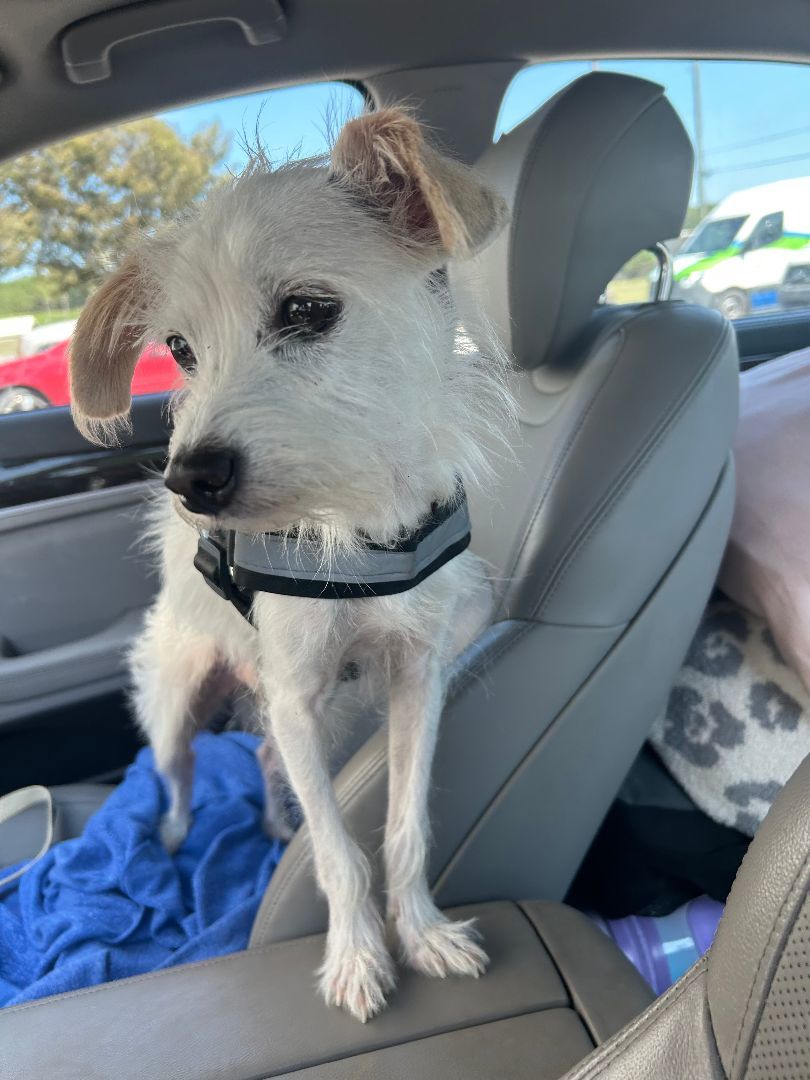 Enlarge Sparkie, a Adopted mixed breed in Daphne, AL image 1/3