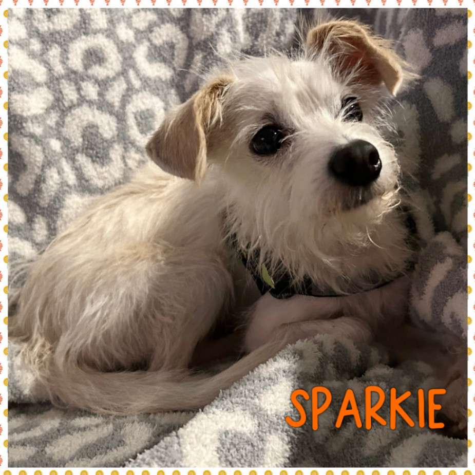 Enlarge Sparkie, a Adopted mixed breed in Daphne, AL image 3/3