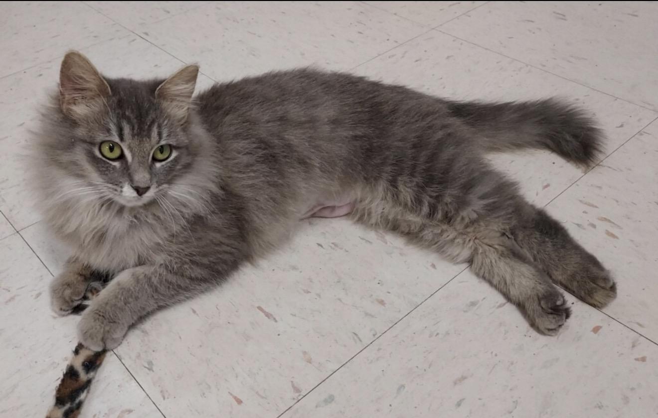 Enlarge Cissy, an adopted mixed breed in Bardstown, KY image 2/3