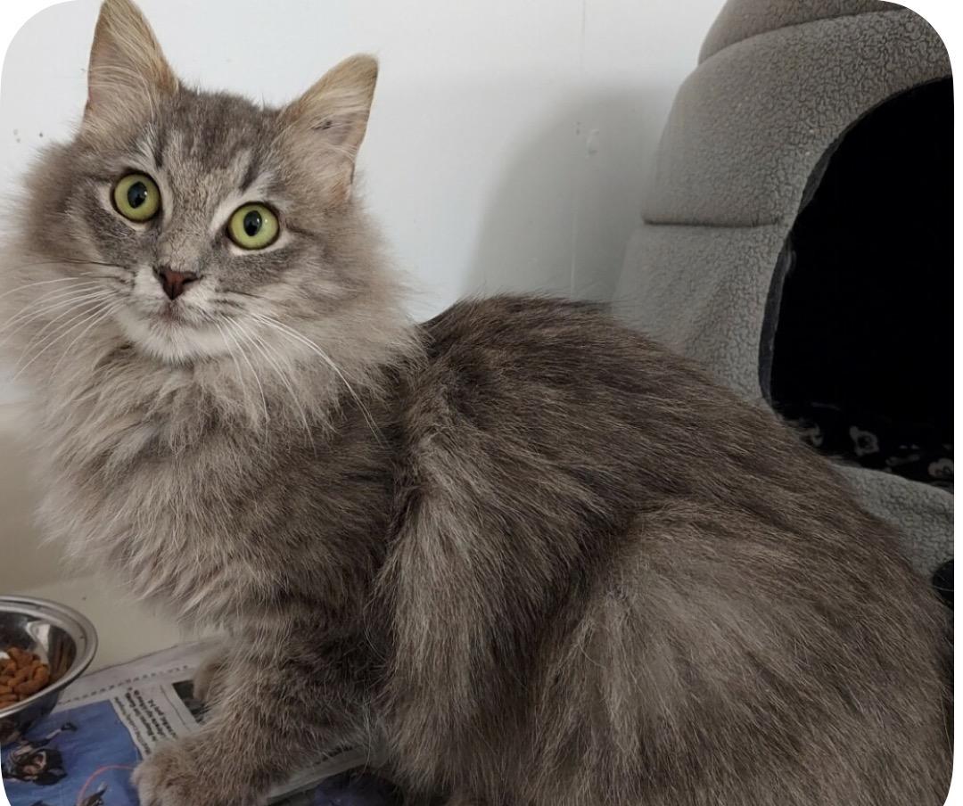 Enlarge Cissy, an adopted mixed breed in Bardstown, KY image 1/3