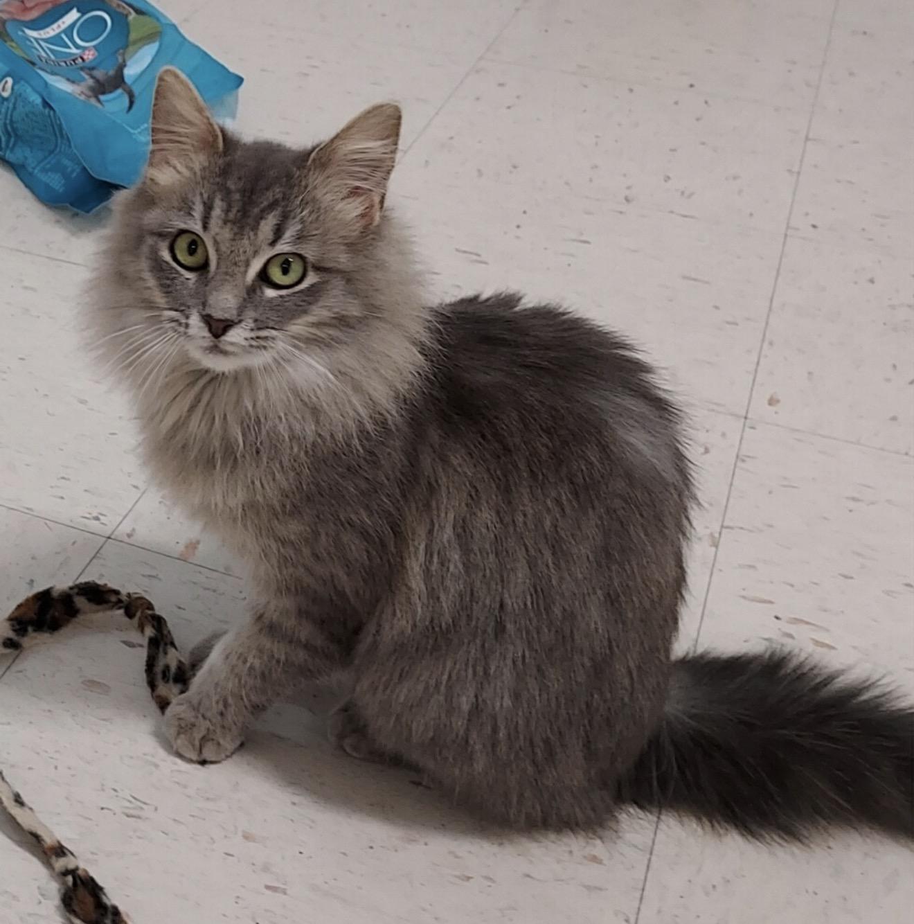 Enlarge Cissy, an adopted mixed breed in Bardstown, KY image 3/3