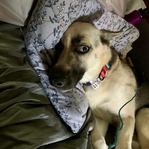 Bonnie, a Adoptable German Shepherd Dog in Aldie, VA image 1/6