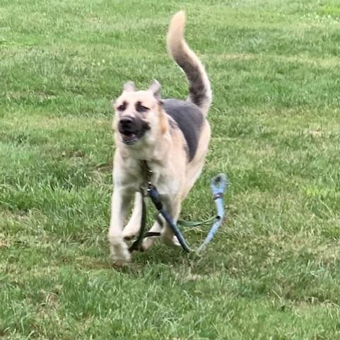 Bonnie, a Adoptable German Shepherd Dog in Aldie, VA image 2/6