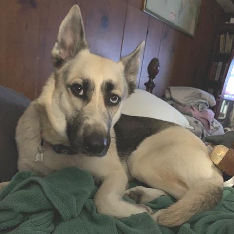 Bonnie, a Adoptable German Shepherd Dog in Aldie, VA image 3/6