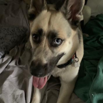 Bonnie, a Adoptable German Shepherd Dog in Aldie, VA image 4/6