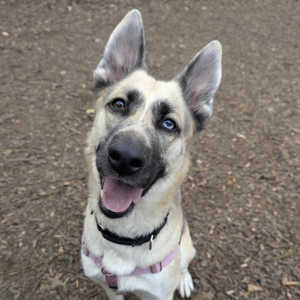 Bonnie, a Adoptable German Shepherd Dog in Aldie, VA image 5/6